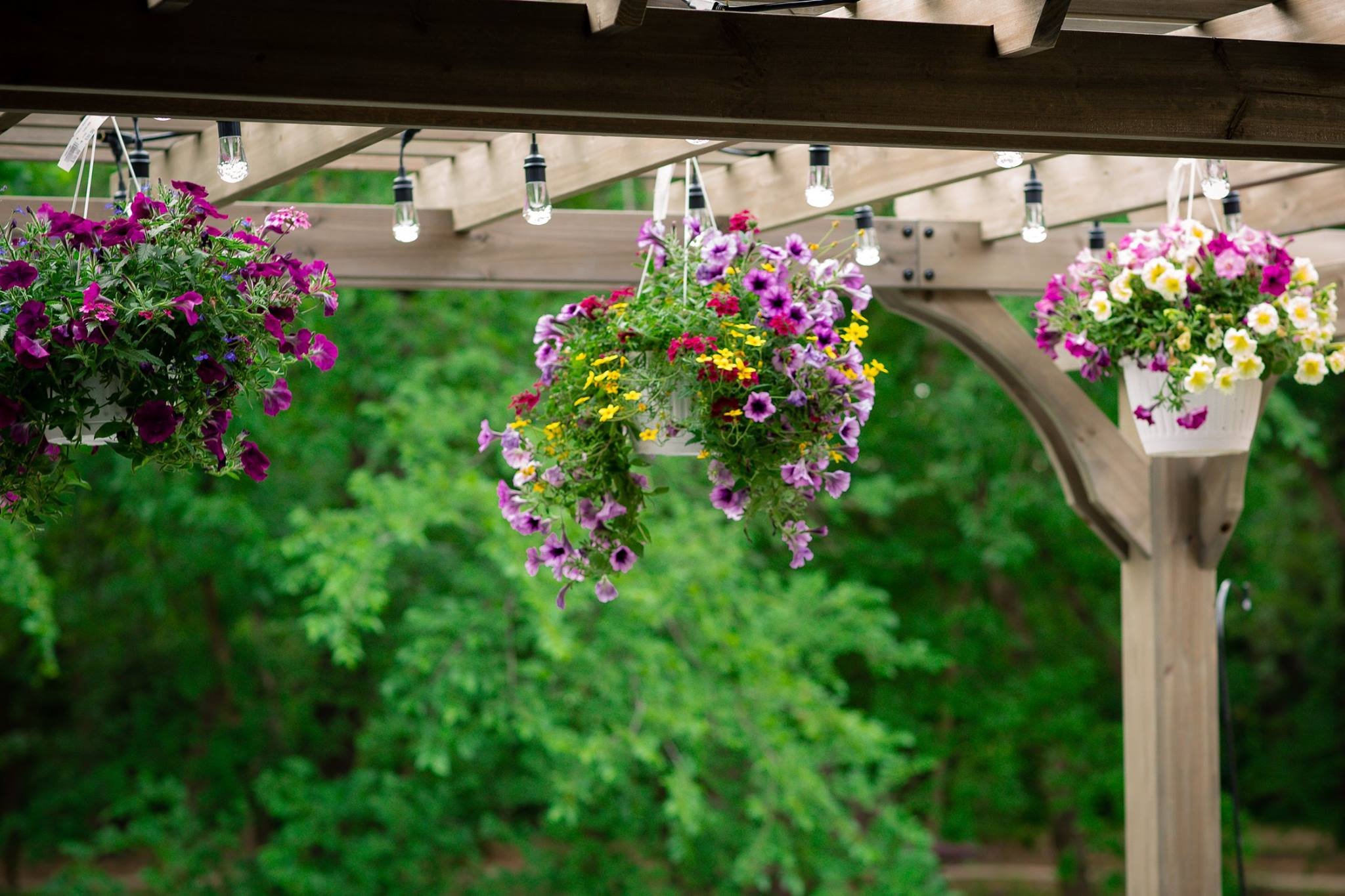 spring-cafe-lights-flowers